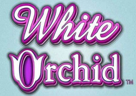 White Orchid